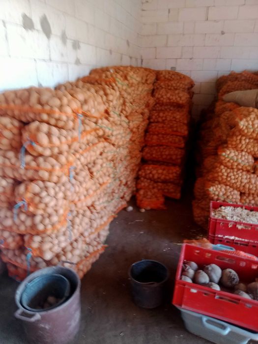 Cartof  rosu  si alb de vinzare