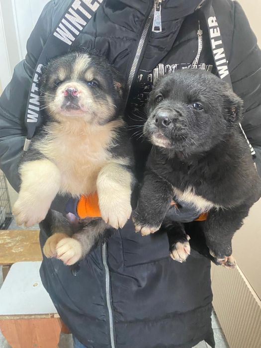 Щенки алабая шикарных кровей