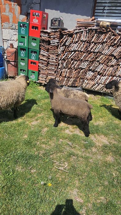 Berbecut Suffolk de vanzare