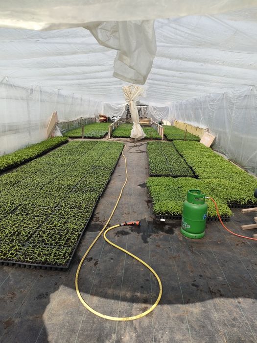 Rasaduri de legume.Milcovu din Deal