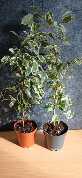 Комнатные растения от 2500