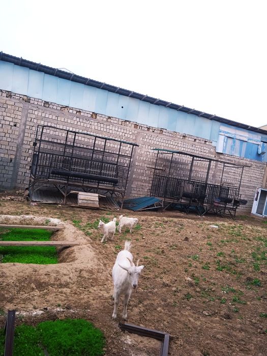 Qoʻyxonalar sotiladi manzil Toshkentda Xasanboyda