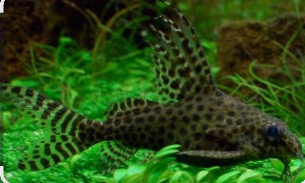 Платидорас сомик и синодонтис