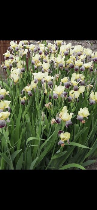 Продам многолетние цветы