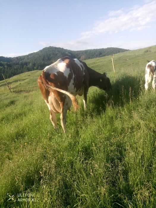 Vand vaca red holstein
