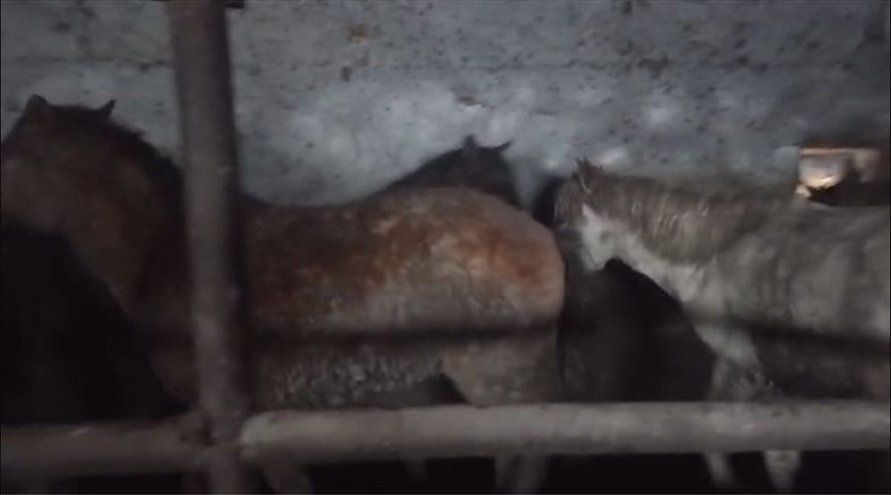 7 бас құнан семіз 2 елі қазымен