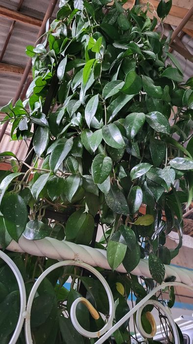 Цветы  Хоя большая