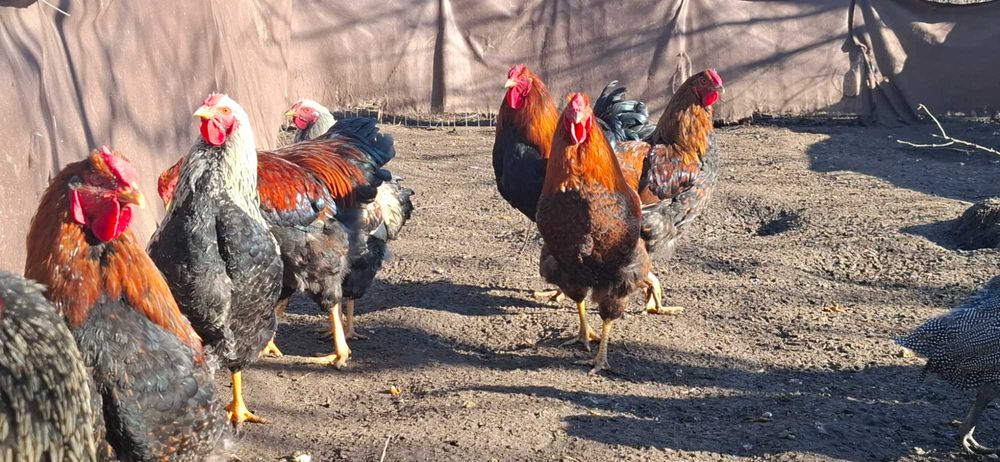 Disponibil cocosi Wyandotte,Australorp,Italiene.
