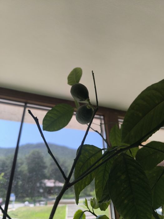 Продам лимон большой