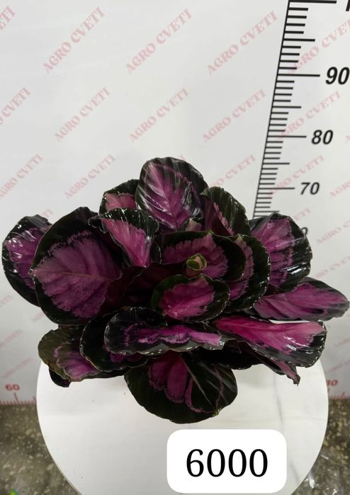 Бөлме гүлдерін сатамын.