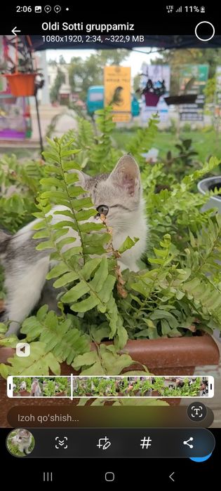 100 mingdan mushukchalar