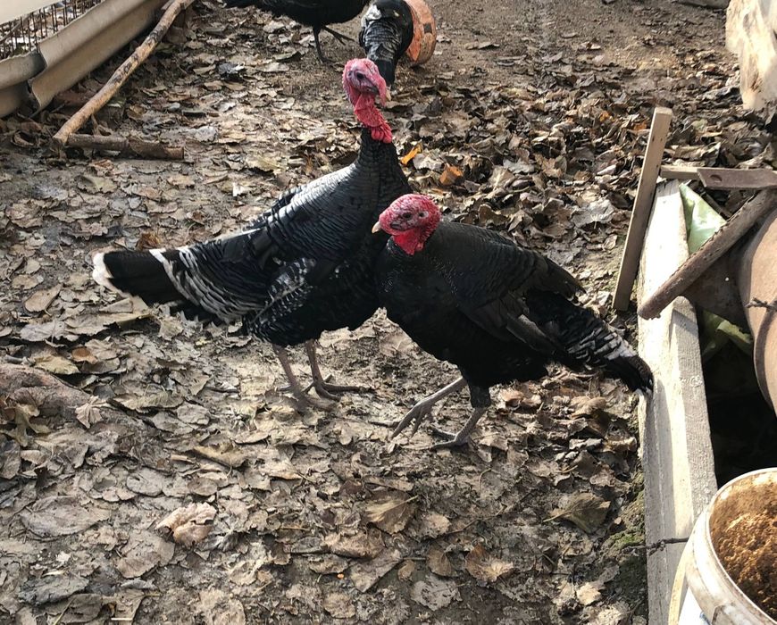 КУРКАЛА сотилади!