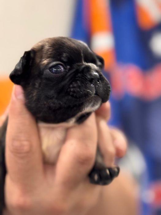 Продаются щенки французкого бульдога