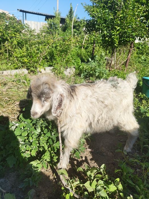 Продам козлят. Срочно