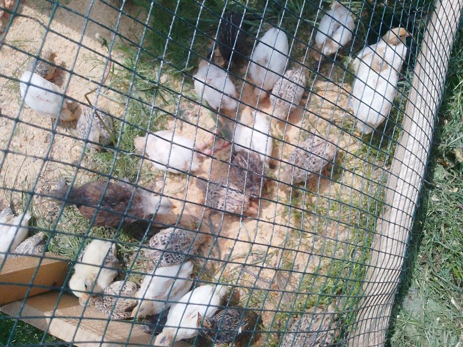 Prepelițe și pui de prepeliță de vânzare