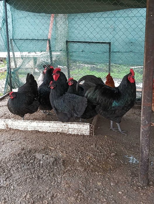 Oua pentru incubat ,Australorp negru/albastru
