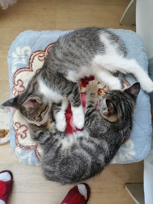 Ухоженные котята от хорошей мамы