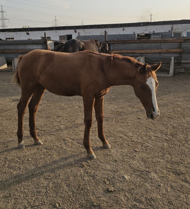 Продам жеребят полуторагодовалых