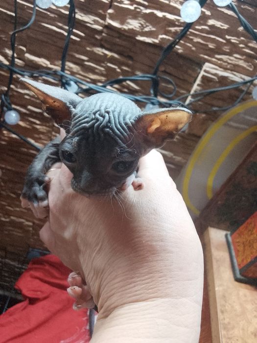 Котята сфинкс 1 месяц