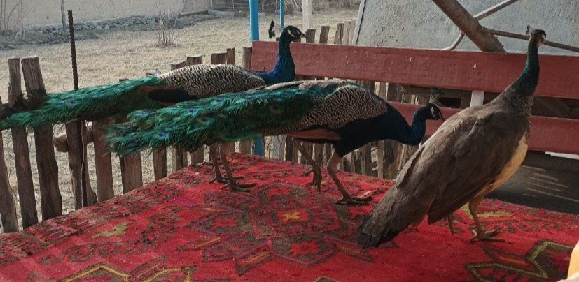 Tovus/pavlin sotiladi