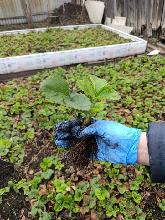 Продам рассаду клубники