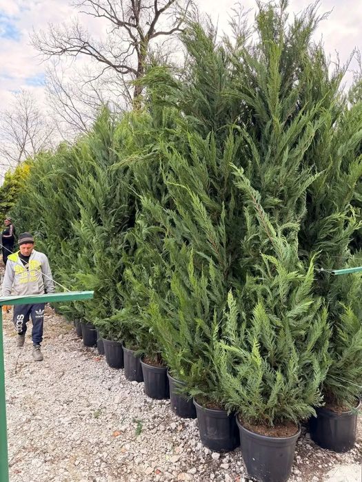 Plante ornamentale de diferite specii și dimensiuni, livrate gratuit în toată România. Aceste plante sunt sănătoase și viguroase
