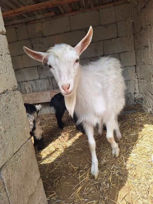 Заанен текесі сатылады