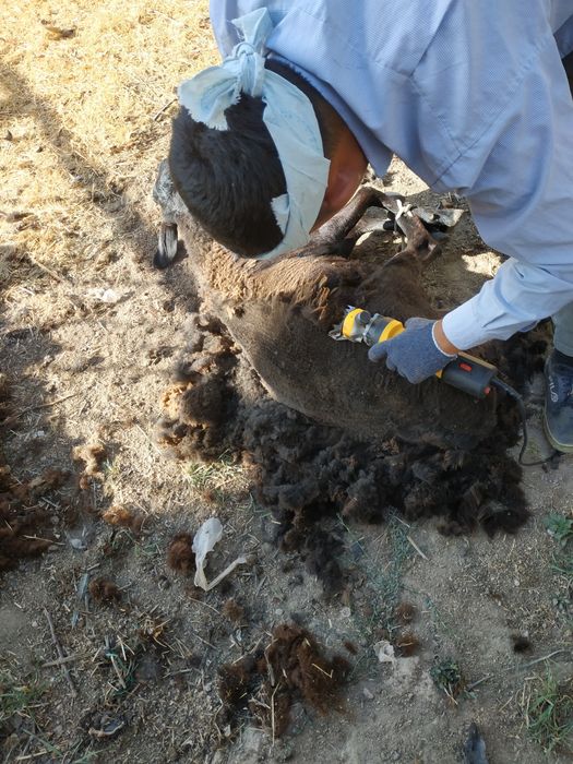 Qoʼy yungini olish hizmati.