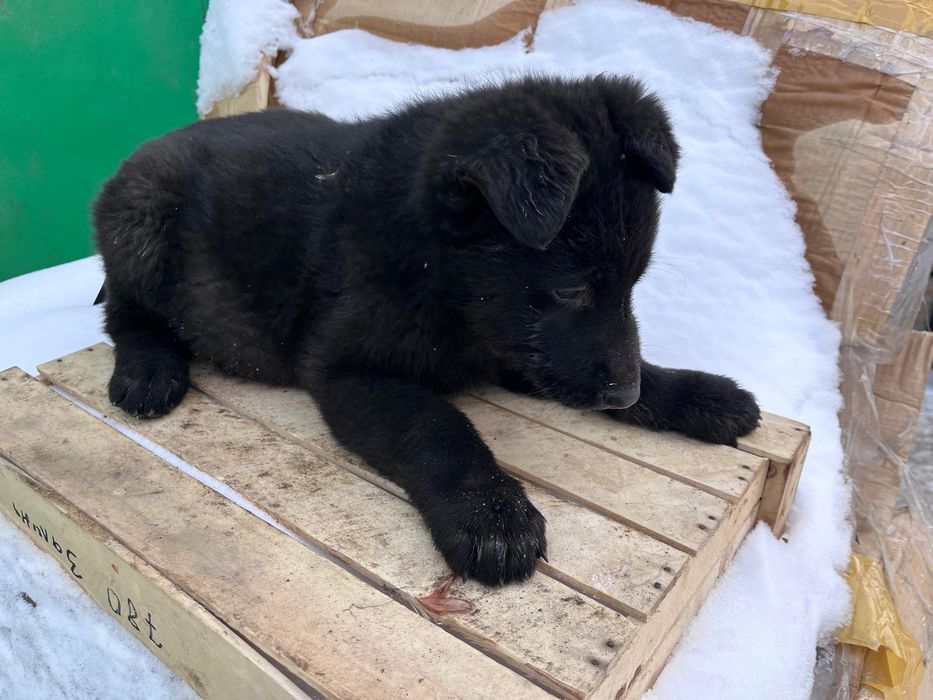 Продам щенят ВЕО