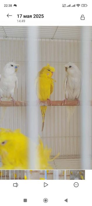Продается попугай бабочки to’tilar sotiladi