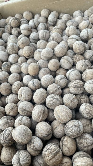 Орехи грецские