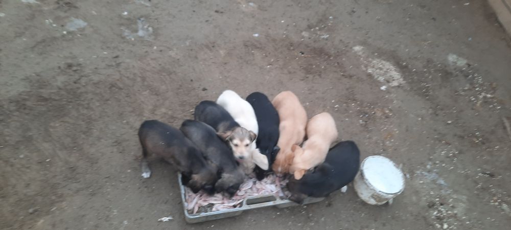 Тазы күшік сатылады