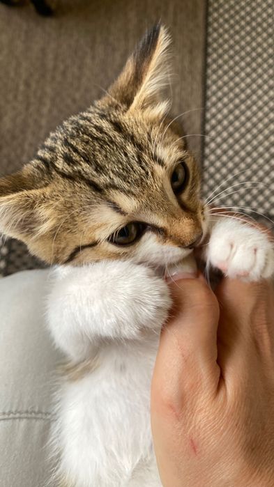 Кошечка девочка.