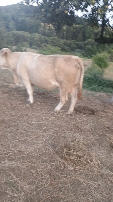 De vânzare 3 vaci cu vițel