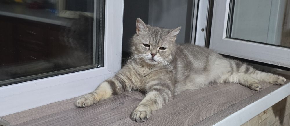 Котята метисы. Мама британка