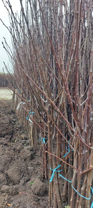 Pomi fructiferi,arbusti fructiferi,plante ornamentale