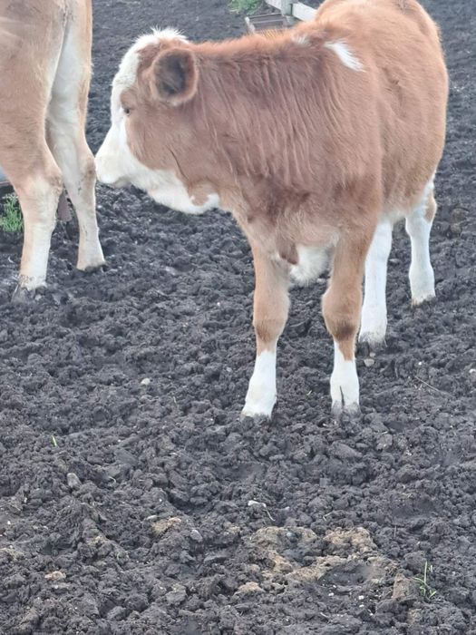 Продавам 5 женски телета