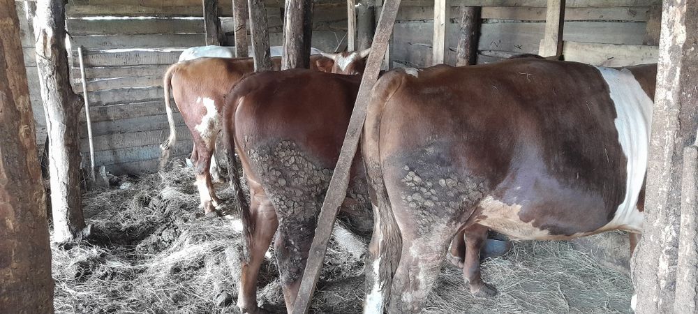 Продам быков с откорма