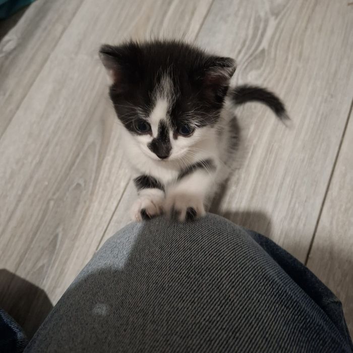 Котенок в добрые руки