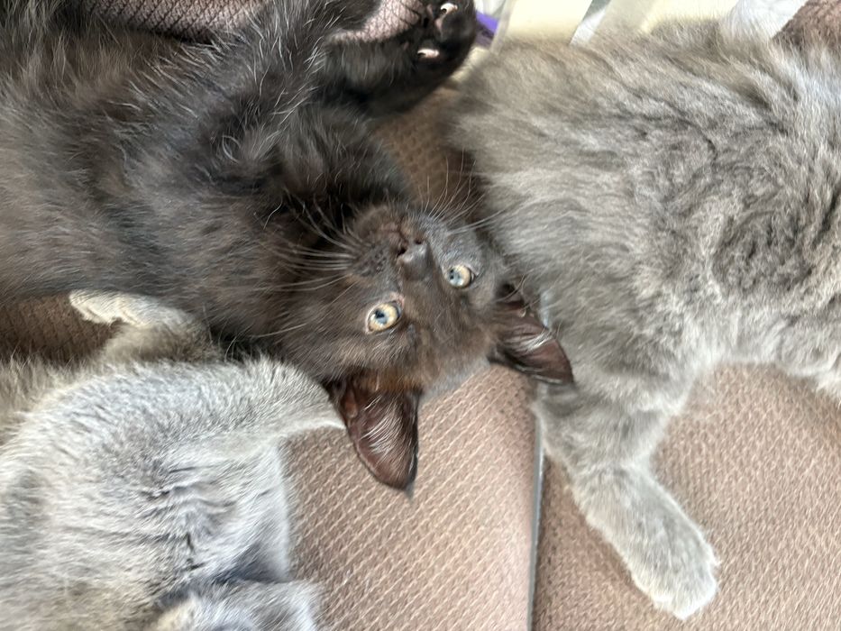 Отдам котят в добрые руки