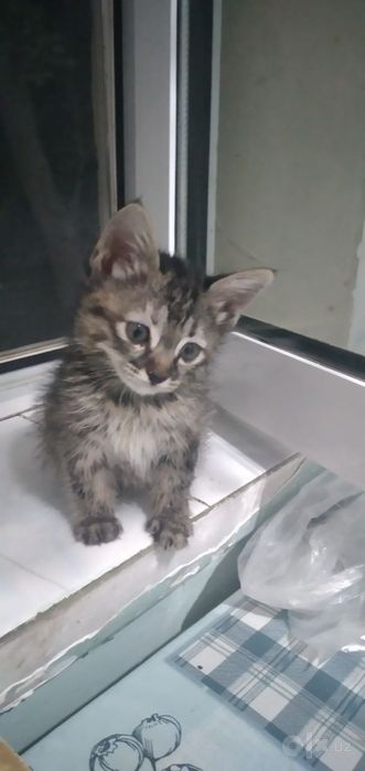 Домашний котёнок. Кошки