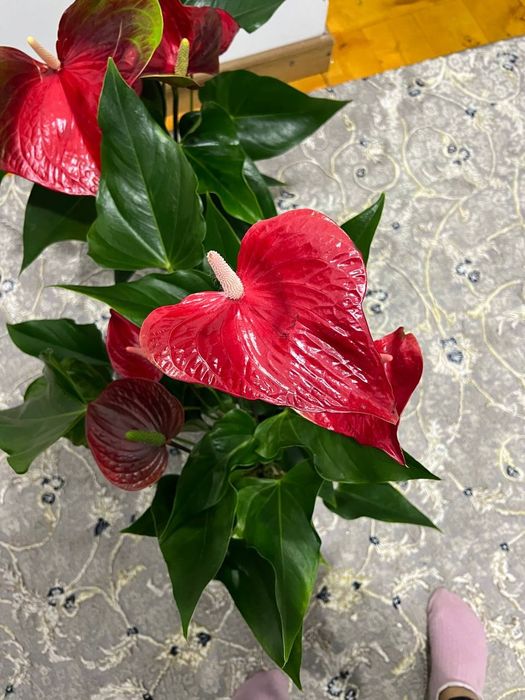 Антюрум гигант сорт