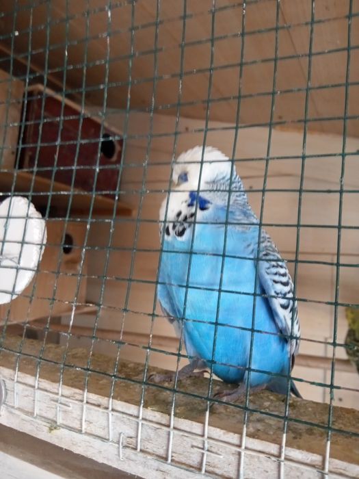 Papagali peruși standard Pui.