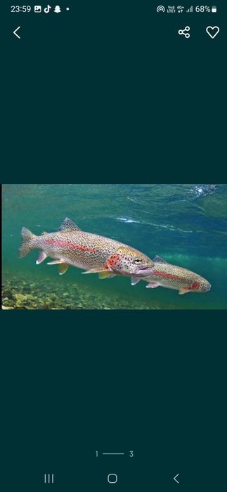 Продаётся живая форель