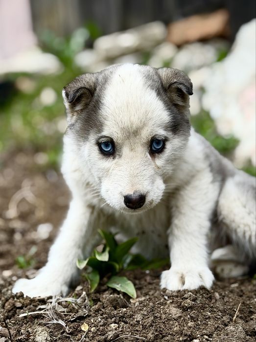 Femela husky siberian!