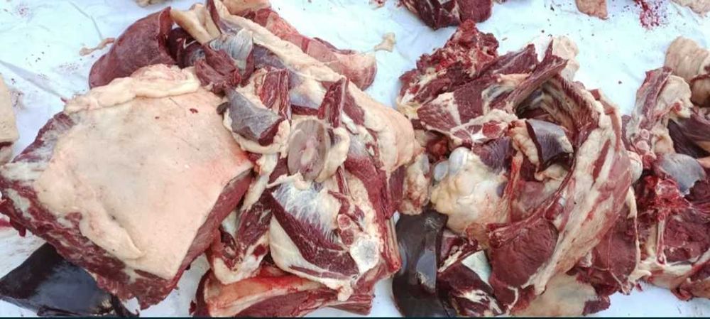 Мясо конины,соғым,жілік