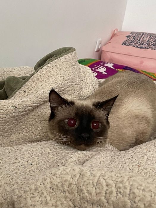 Породистый Сиамский кот