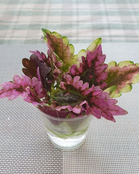 Колеусы    срезы