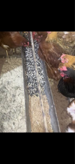 Яйцо домашнее свежее