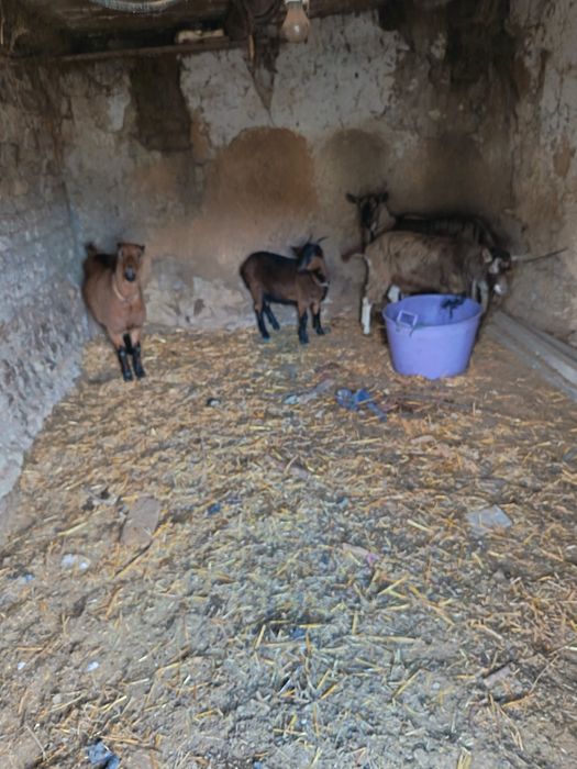 Vând sau schimb capre